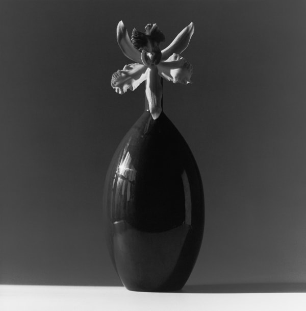 Robert Mapplethorpe, Orchid, 1985