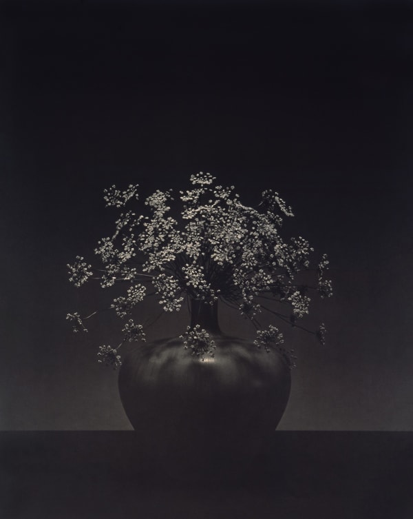 Robert Mapplethorpe Queen Anne's Lace, 1984 Lithography Image size: 58.5 x 46.5 cm | 23 x 18 1/4 in Paper size: 76.8 x 62.2 cm | 30 x 24.5 in Framed dimensions: 83.8 x 71.3 x 2.8 cm | 33 x 28 1/8 x 1 1/8 in AP 9/10 (Edition of 40)