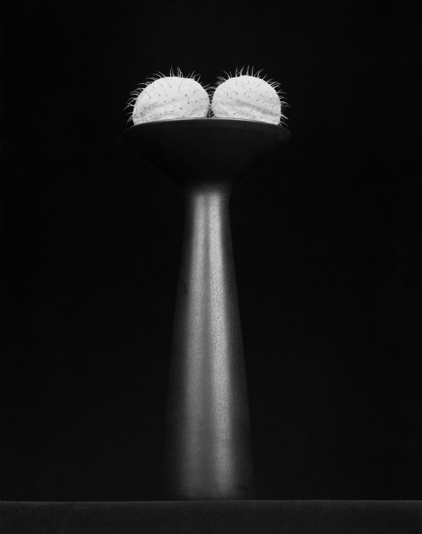 Robert Mapplethorpe Flower, 1983 Silver gelatin print Image size: 48.4 x 37.9 cm | 19 x 14 7/8 in Paper size: 50.8 x 40.6 cm | 20 x 16 in Framed dimensions: 71.3 x 68.7 x 2.8 cm / 28 1/8 x 27 x 1 1/8 in Edition 8/10