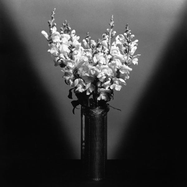 Robert Mapplethorpe, Snapdragons, 1979