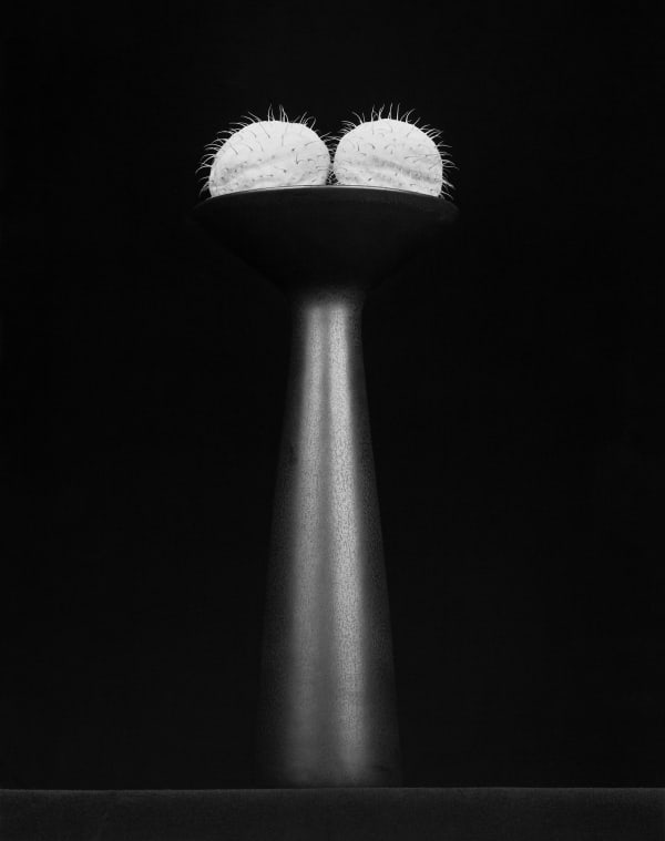 Robert Mapplethorpe, Flower, 1983