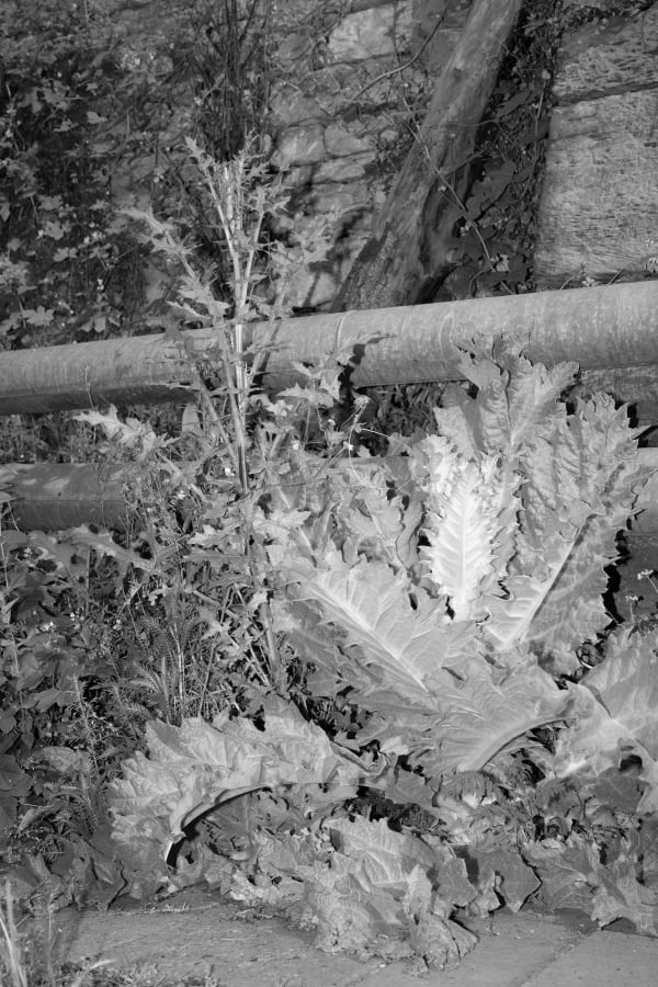 David Hartt The Garden (Onopordum acanthium, Echinops sphaerocephalus, Sicyos angulatus, Achillea millefolium, Acer rubrum, Myosotis laxa, Chelidonium majus, Parietaria judaica / Göttingen, Germany / May 21, 2023), 2023 Photogravure 120 x 80 cm 47 1/4 x 31 1/2 in Edition of 6 plus 1 artist's proof