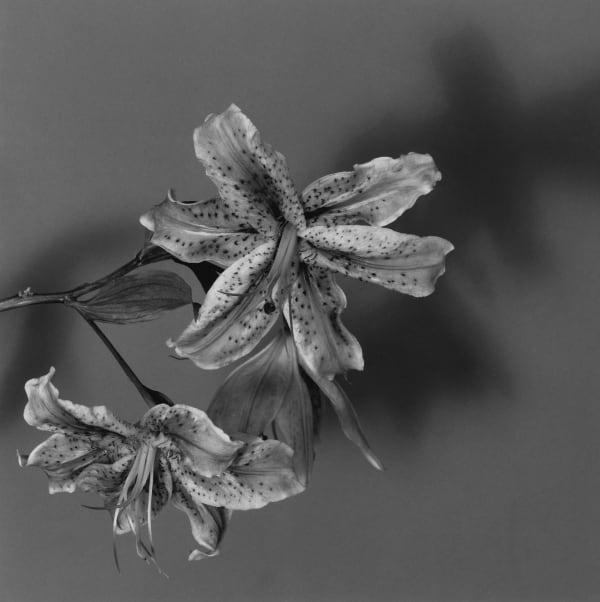 Robert Mapplethorpe Lily, 1979 silver gelatin print 10/10