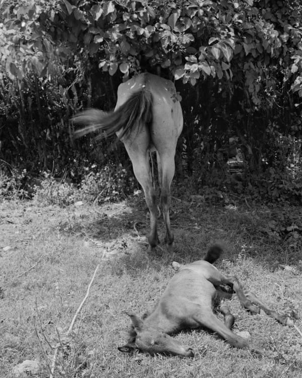 Jenia Fridlyand, Mango Season 16