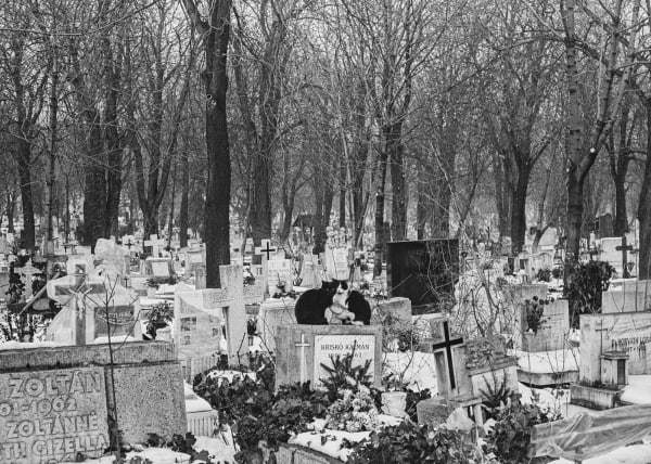 Hans van der Meer, HvdM_MMp54_HUN_ 85_18_26_RT