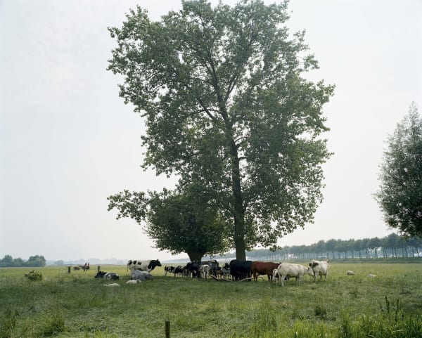 Han Singels, Kerklaan 2008