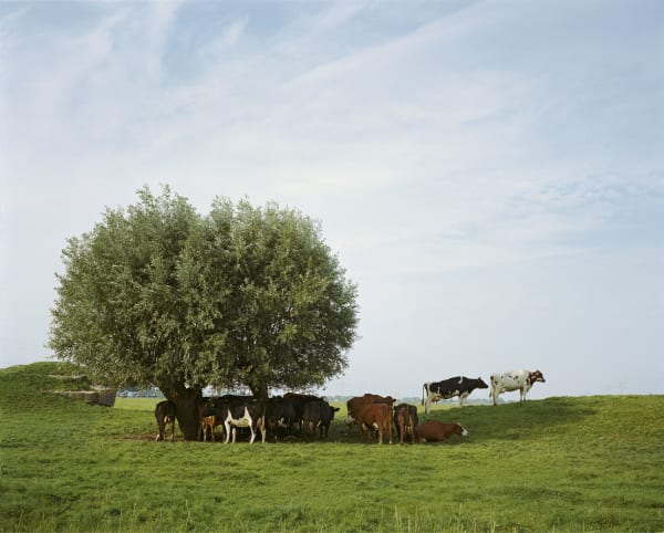 Han Singels, 08 Aetsveldse Polder 2 2006