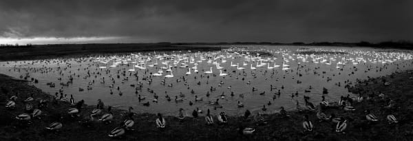 Pentti Sammallahti, Martinmere, England , 1996