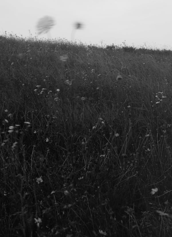 Bryan Schutmaat, Grass Flowers A, 2020