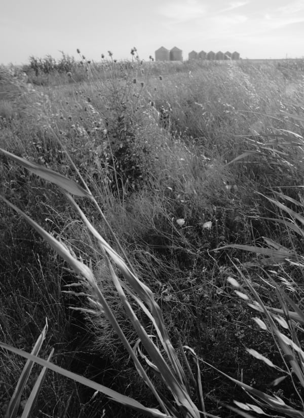 Bryan Schutmaat, Grass Flowers B, 2020