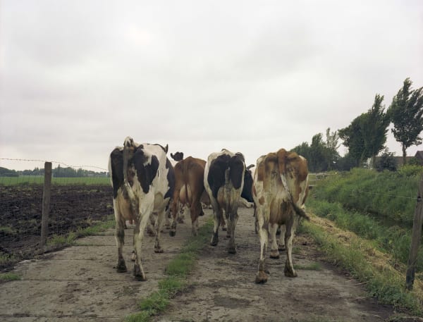 Han Singels, Polder de Derde Bedijking 2005
