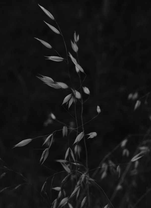 Bryan Schutmaat, Texas Wild Rice, 2020