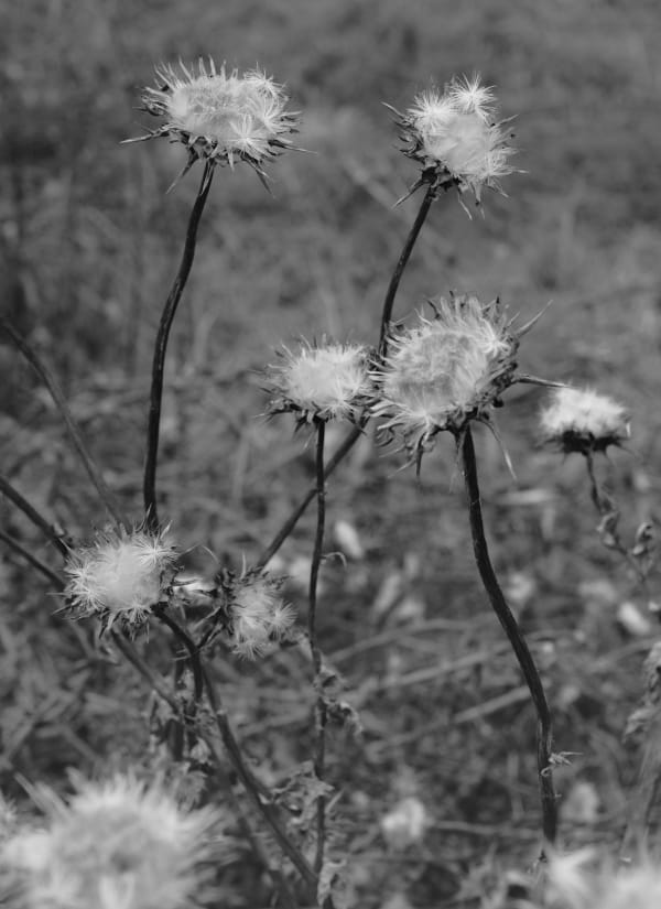 Bryan Schutmaat, Thistles, 2020