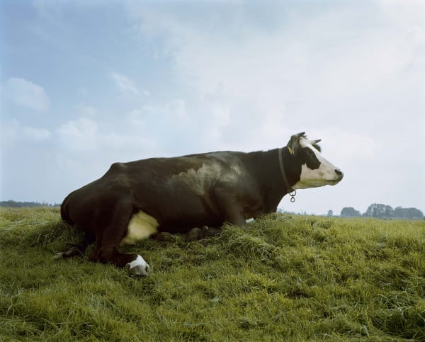 Han Singels, Hogedijk 2008