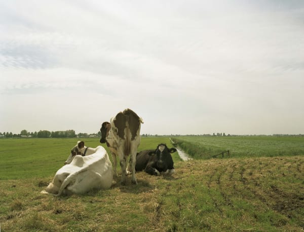 Han Singels, Polder Zevenhoven 2005