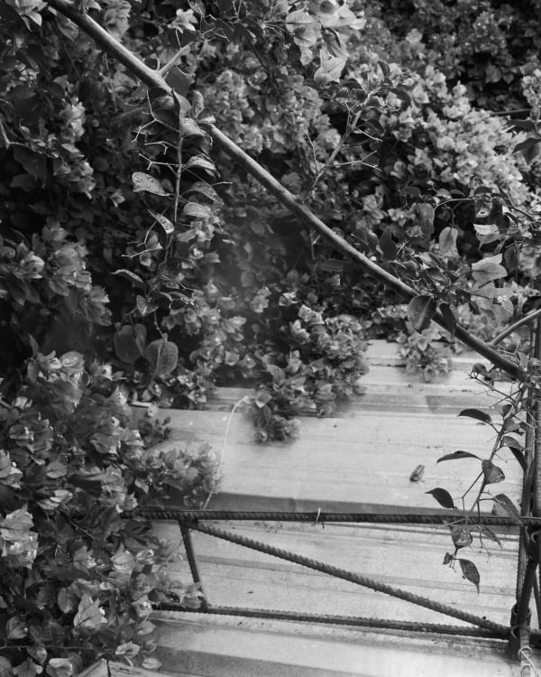 Jenia Fridlyand, Mango Season 10