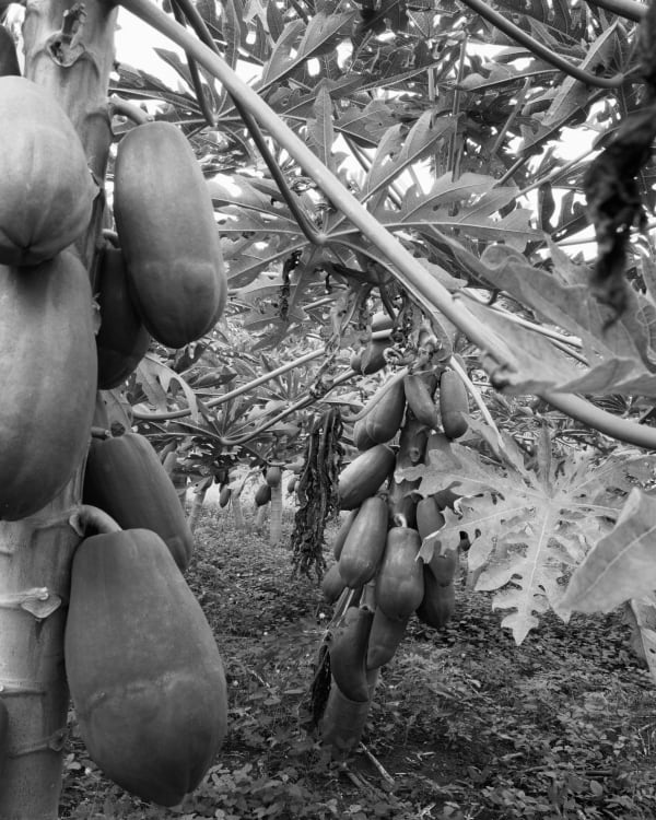 Jenia Fridlyand, Mango Season 05