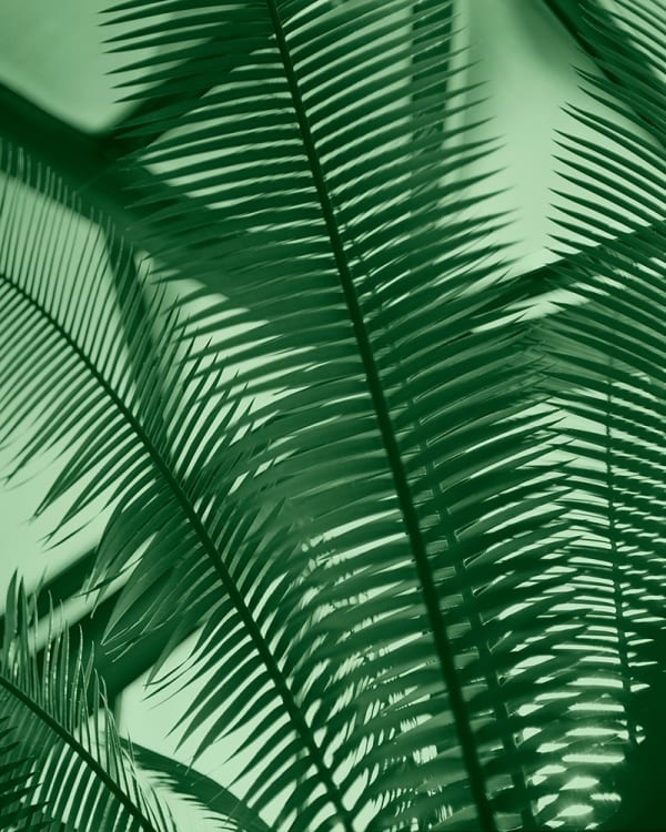 Tilyen Mucik, Klorofil 11 / Chlorophyll 11, 2023