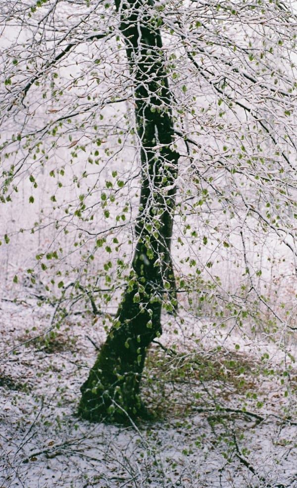 Tereza Kozinc, Drevo / The Tree, 2022