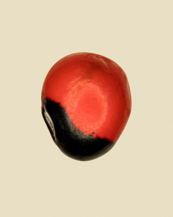 Tilyen Mucik, Abrus precatorius 2, 2025