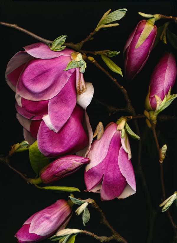 MAGNOLIJA / MAGNOLIA