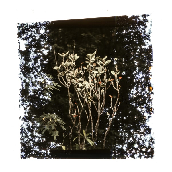 Tilyen Mucik, Žbunje 6 / Shrubs 6, 2020