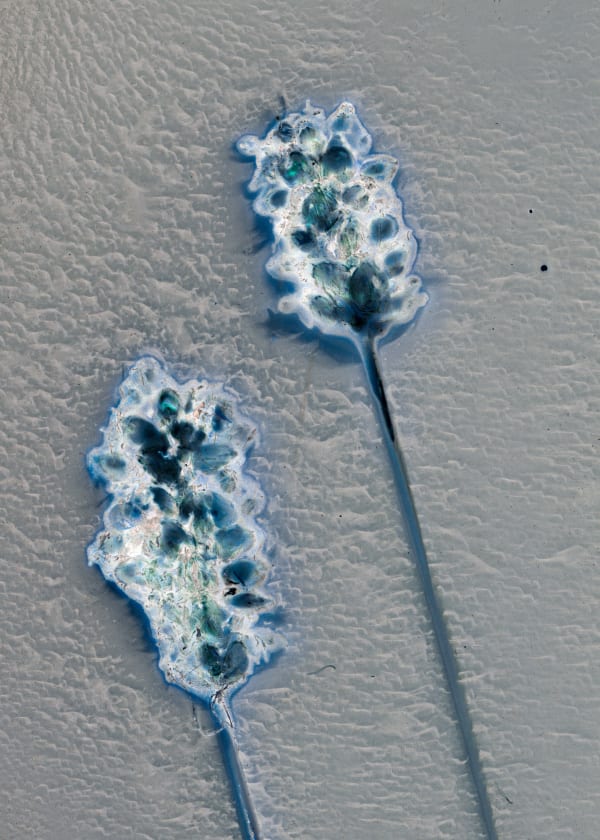 Tilyen Mucik, Trpotec / Ribwort Plantain, 2023