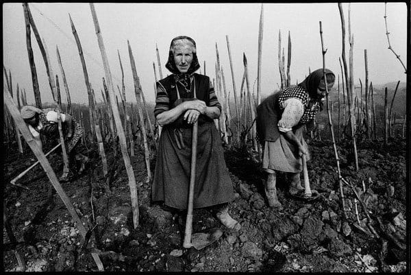Stojan Kerbler, Vinograd / Vineyard, 1974