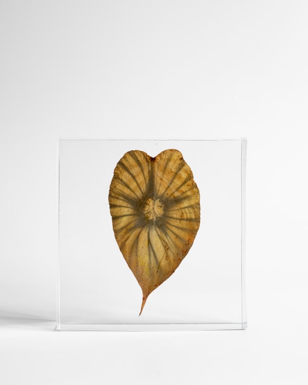 Tilyen Mucik, Rožlin na monsteri / Alcea rosea on Monstera, 2024