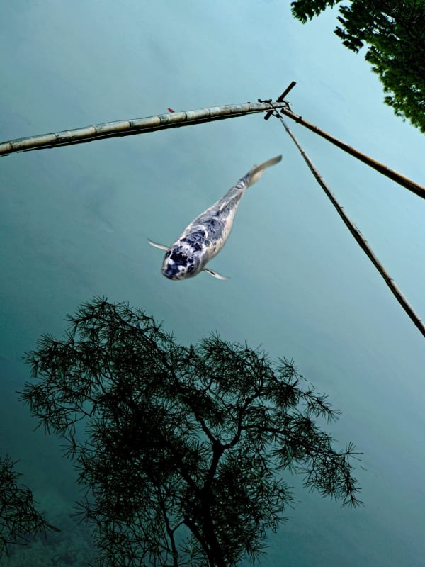 Metka Vergnion, Leteči koi / Flying Koi, 2007