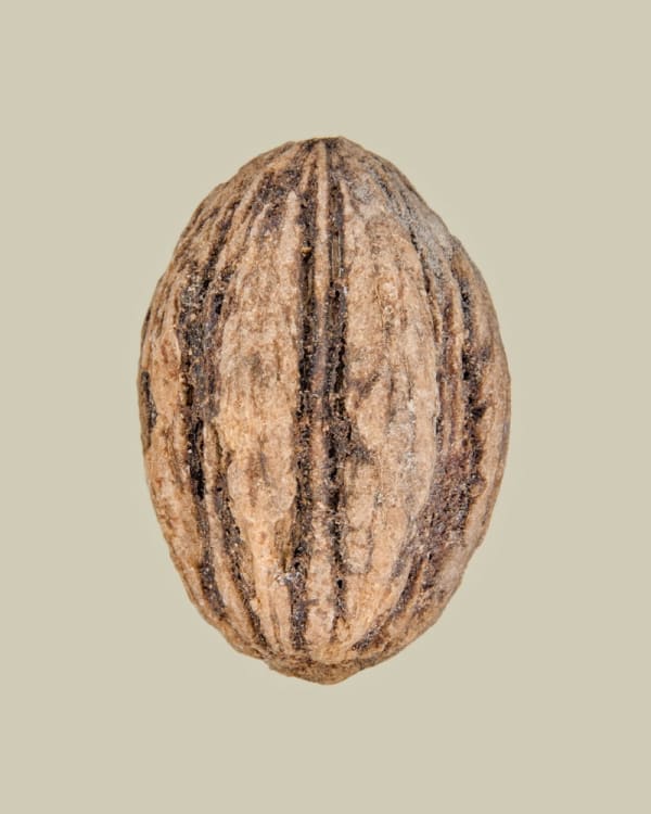 Tilyen Mucik, Davidia involucrata, 2023