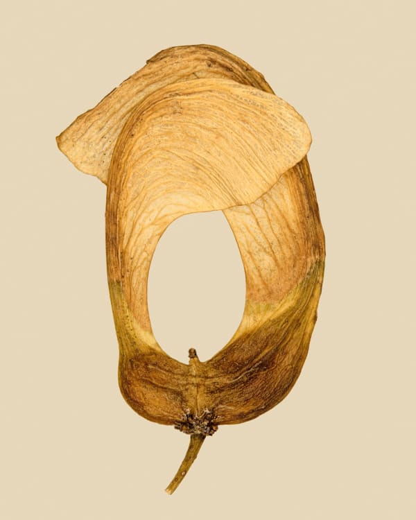 SEMENA / SEEDS