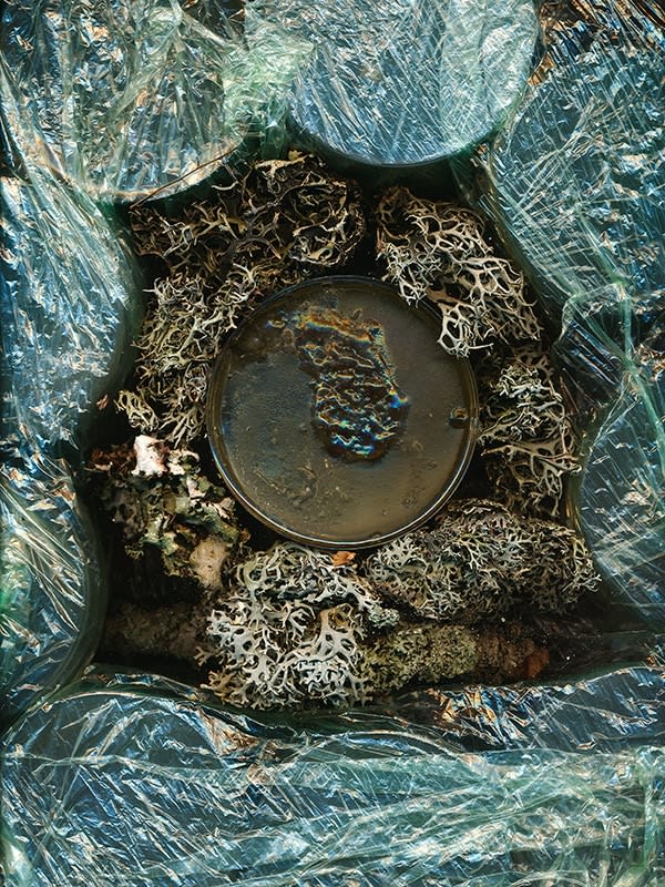PRISILNA SIMBIOZA / FORCED SYMBIOSIS