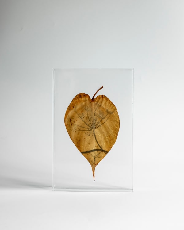 Tilyen Mucik, Koromač na monsteri / Foeniculum on Monstera, 2024