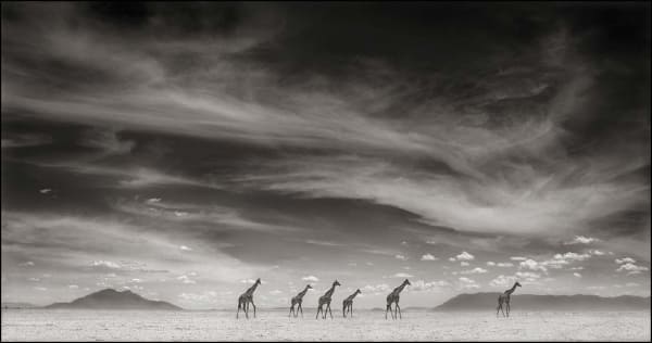 Nick Brandt, Giraffes under swirling clouds, 2007