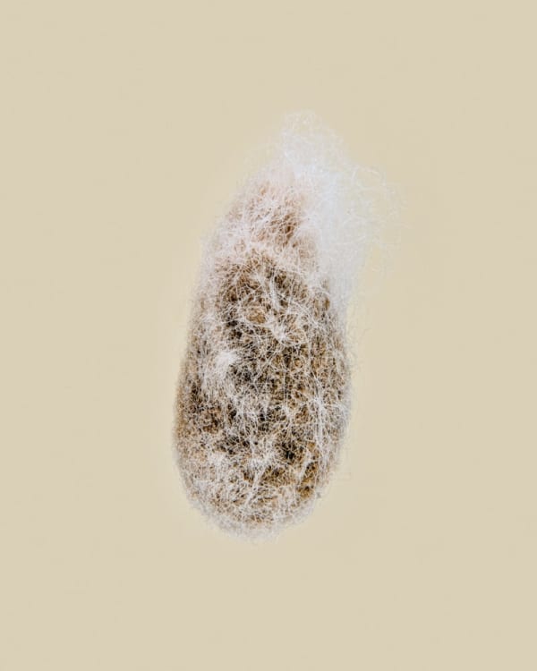 Tilyen Mucik, Gossypium herbaceum, 2023