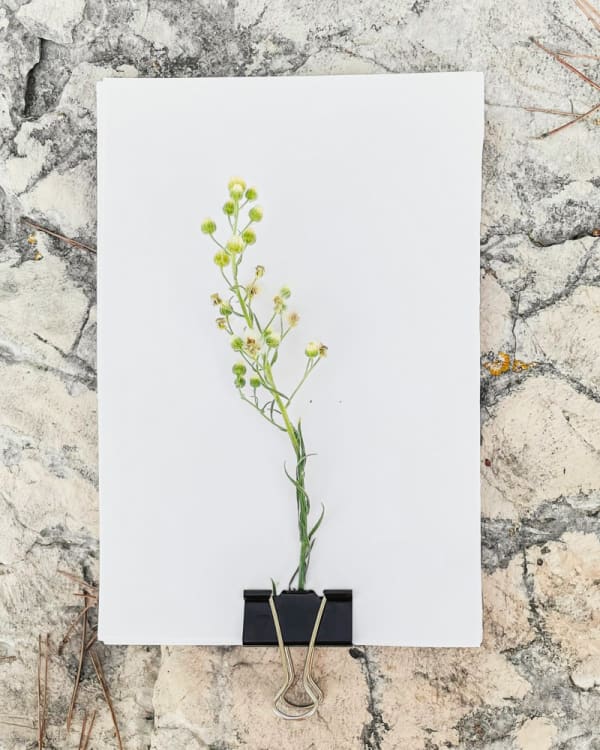 Tilyen Mucik, Tragopogon pratensis, 2021