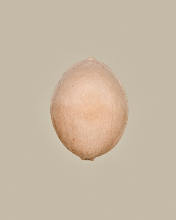 Tilyen Mucik, Ginkgo biloba, 2023