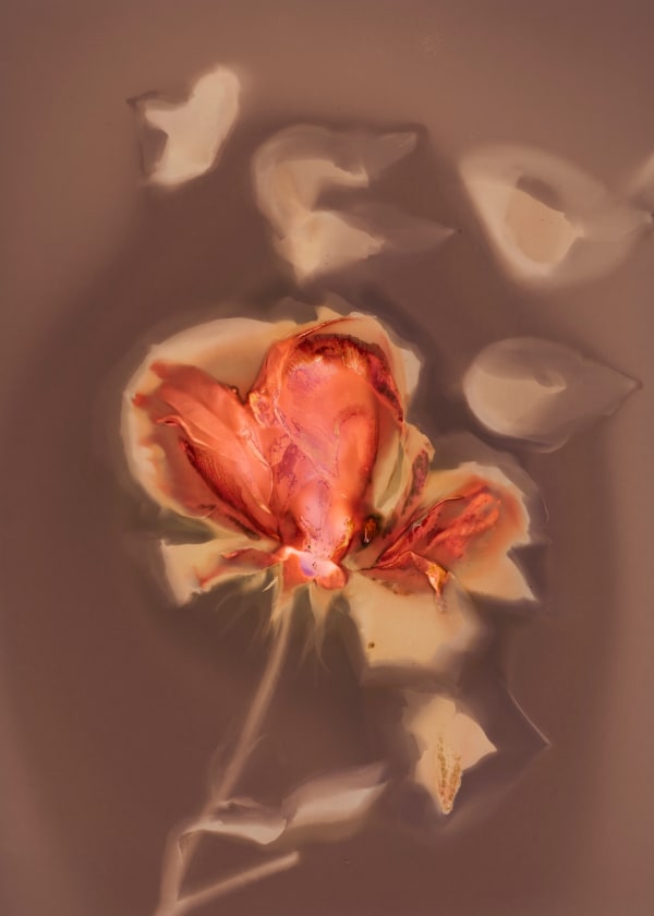 Tilyen Mucik, Vrtnica / Rose, 2023