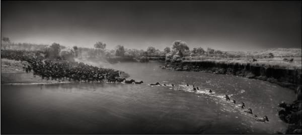 Nick Brandt, Zebre prečkajo reko, Masai Mara, 2006