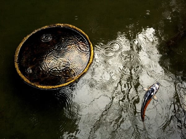 Metka Vergnion, Kaplje / Raindrops, 2008