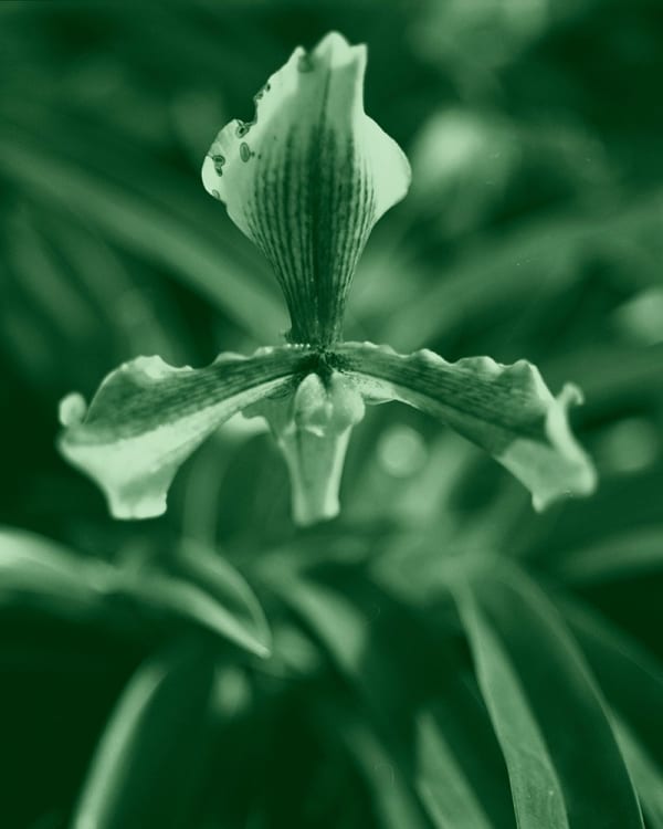 Tilyen Mucik, Chlorophyll 12, 2023