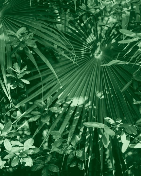 Tilyen Mucik, Klorofil 8 / Chlorophyll 8, 2023