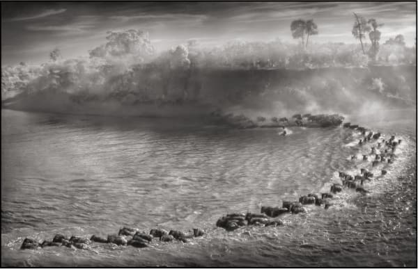 Nick Brandt, Gnuji v loku, Masai Mara, 2006