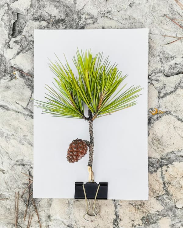 Tilyen Mucik, Pinus pinaster, 2021