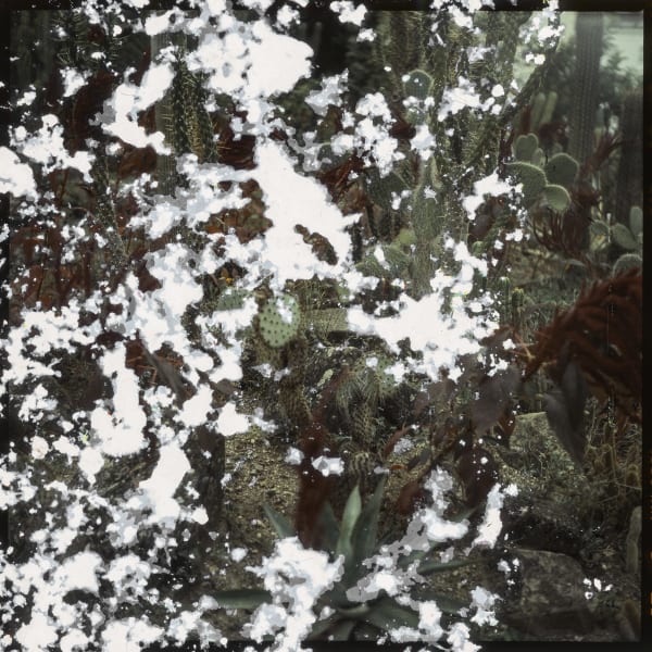 Tilyen Mucik, Žbunje 5 / Shrubs 5, 2020