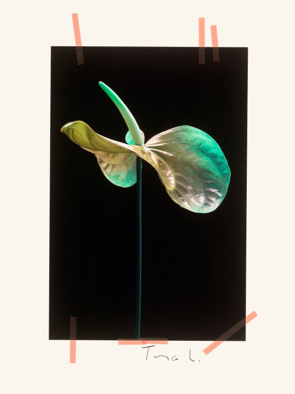 Tanja Lažetić, R#81, 2019/2020