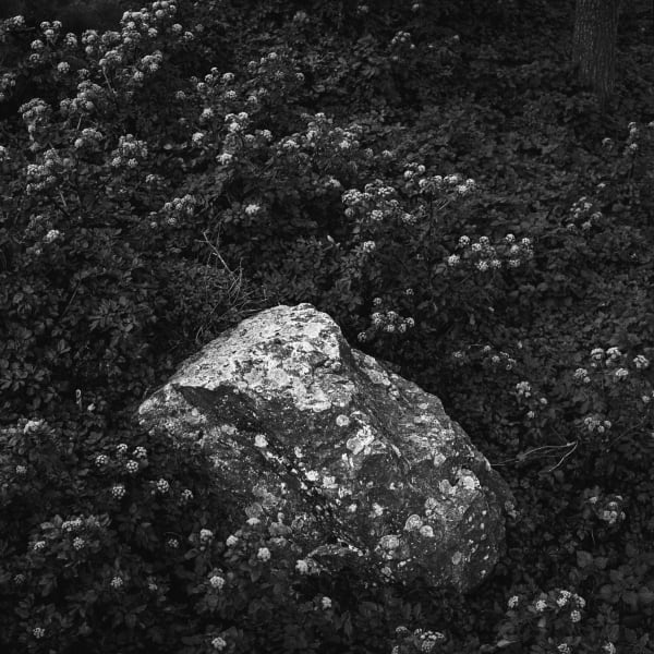 Andrej Lamut, Teritorij IX / Territory IX, 2022