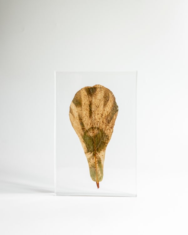 Tilyen Mucik, Ameriški slamnik na fikusu / Echinacea on Ficus, 2024