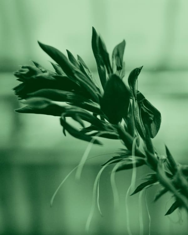 Tilyen Mucik, Klorofil 5 / Chlorophyll 5, 2023